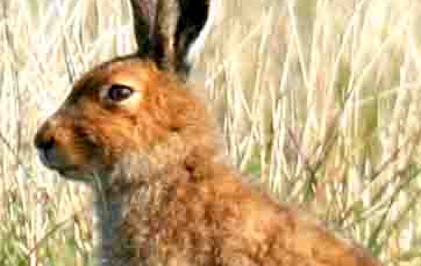 Mountain Hare: John Clare